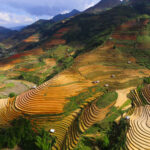 Rizières en terrasse du Nord Vietnam