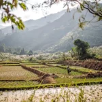 Champs cultivés au Laos avec vue sur les montagnes en arrière