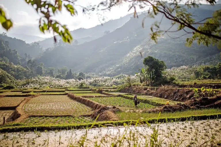 Champs cultivés au Laos avec vue sur les montagnes en arrière